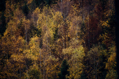 Full frame shot of trees in forest during autumn