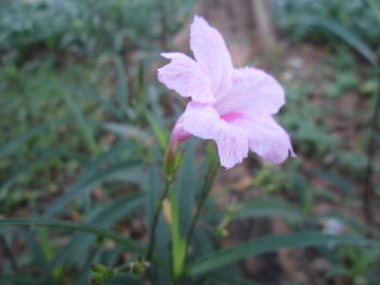 Close-up of pink flower blooming outdoors