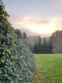 Scenic view of field against sky during sunset