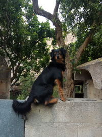 Low angle view of monkey sitting on tree