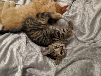 High angle view of cat lying on bed