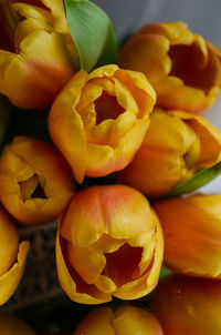 Close-up of yellow flowering plant