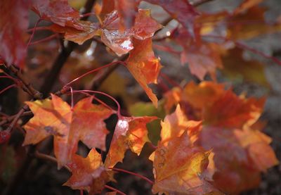 Close-up of maple leaves on branch