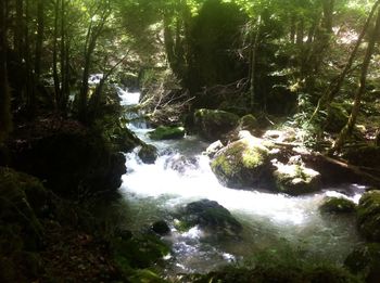 Scenic view of waterfall in forest