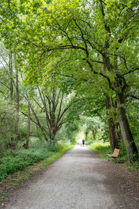 Road amidst trees