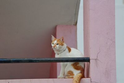 Cat sitting on railing against wall