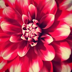 Macro shot of red flower