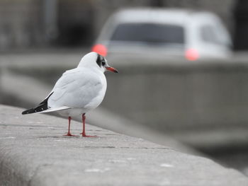 Christmas seagull