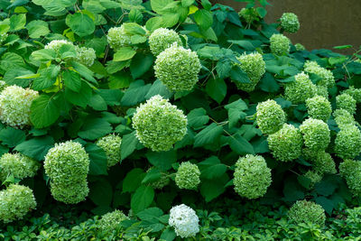 High angle view of plants growing on field