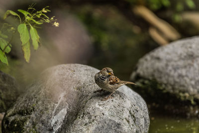 Close-up of bird on rock