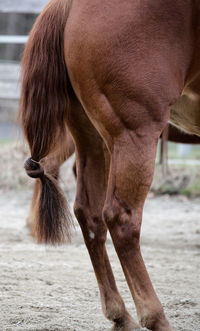 Close-up of a horse on field