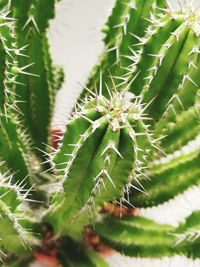 Close-up of caterpillar on plant