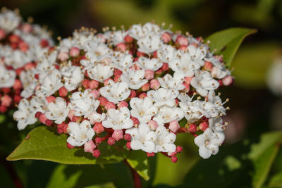 Close-up of white flowering plant