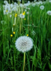 Close-up of dandelion flower on field