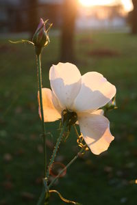 Close-up of flower blooming outdoors