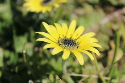 Close-up of bee on yellow flower