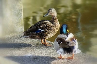 Close-up of birds
