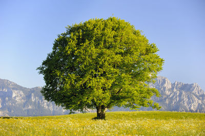 Tree on field against clear sky