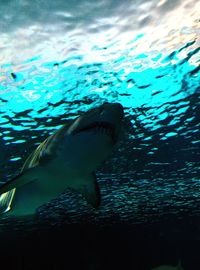 Fish swimming in sea