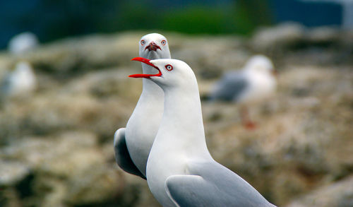 Close-up of swan