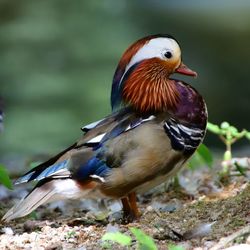 Close-up of a bird