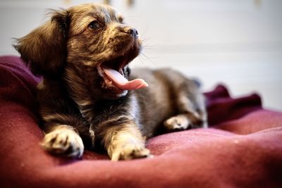 Close-up of dog lying on sofa at home