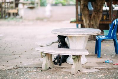 Black dog sitting under bench on street
