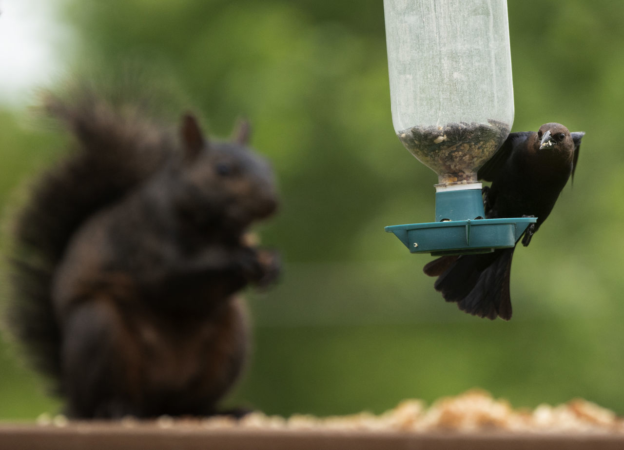 CLOSE-UP OF SQUIRREL ON WOODEN POST