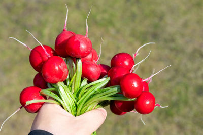 Cropped hand of woman holding cherry