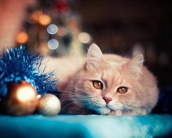 Big ginger cat happy pet life siberian cat fluffy kitty bokeh lazy animal christmas bokeh 