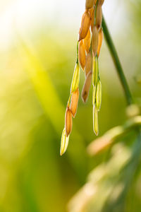 Close-up of yellow flower