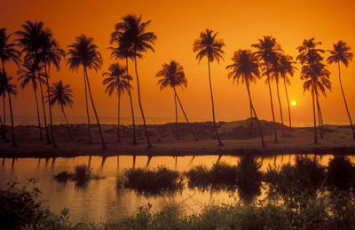 Silhouette palm trees at sunset