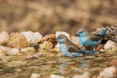 Close-up of birds in water