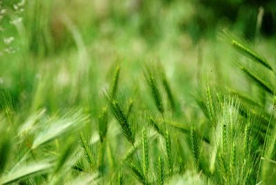 Close-up of crops growing on field