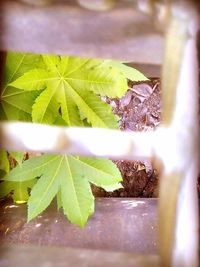 Close-up of fresh green leaves on plant