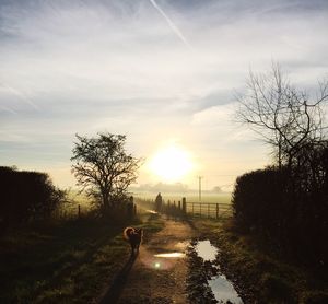 High angle view of dog on footpath during sunrise