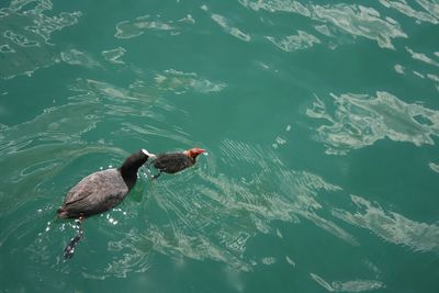 High angle view of bird in lake