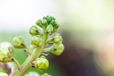 Close-up of green buds on plant