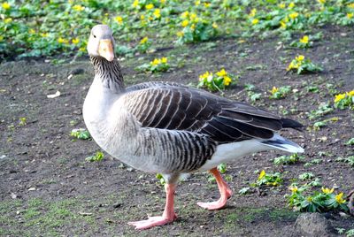 Close-up of bird on field
