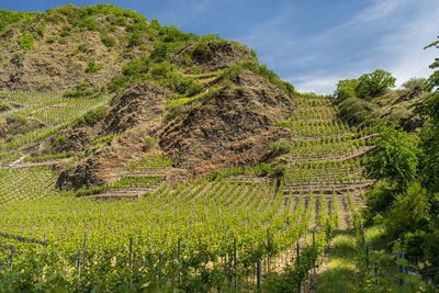 Beautiful, ripening vineyards in the spring season in western germany in the background of blue sky.