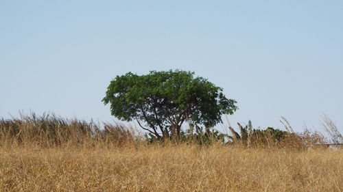 Trees on field against clear sky