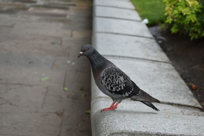Close-up of pigeon perching on wall
