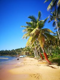 Palm trees on beach against clear blue sky