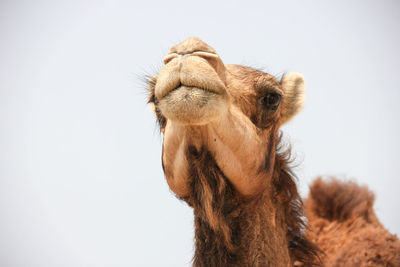 Low angle portrait of horse against white background