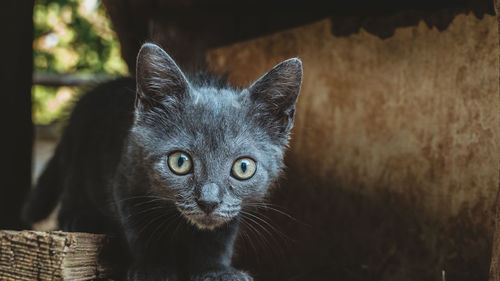 Portrait of black cat in basket