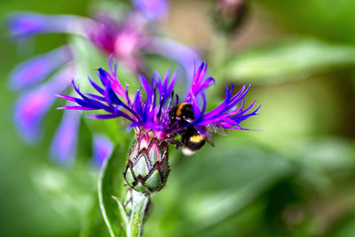 Close-up of insect on purple flower