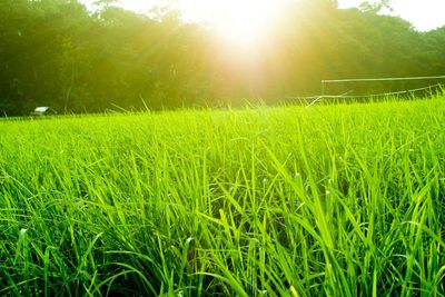 Scenic view of grassy field against sky