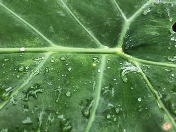 Full frame shot of raindrops on leaves