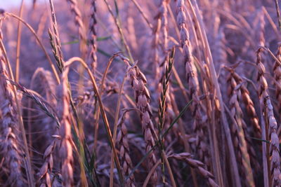 Close-up of wheat crops growing on farm