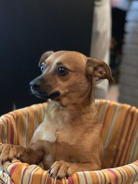 Close-up of dog looking away